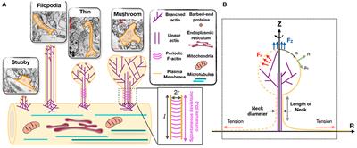 Mechanical Principles Governing the Shapes of Dendritic Spines